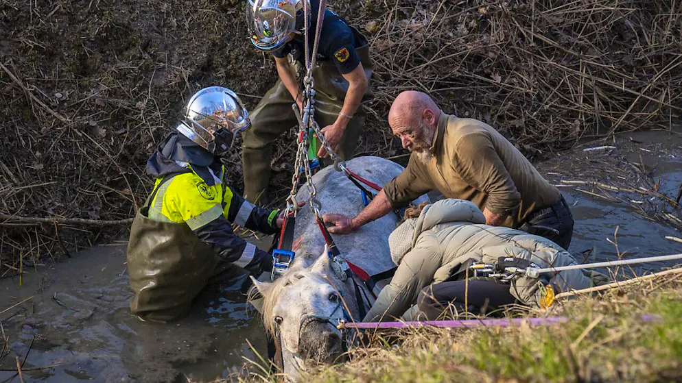 Cheval sauvé d'un mauvais pas à Collex-Bossy (GE) - Gallery. Confettis a retrouvé son écurie une heure et demie après sa mésaventure.