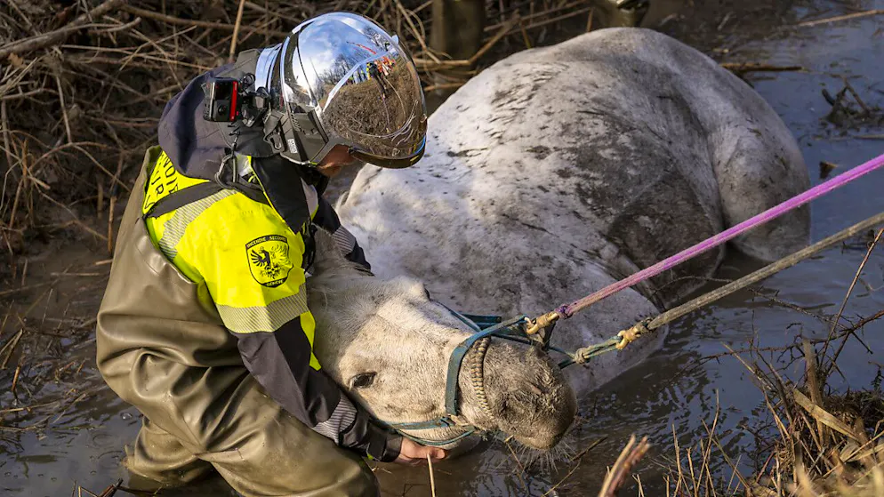 Cheval sauvé d'un mauvais pas à Collex-Bossy (GE) - Gallery. Le cheval était tombé dans une poche d'eau.