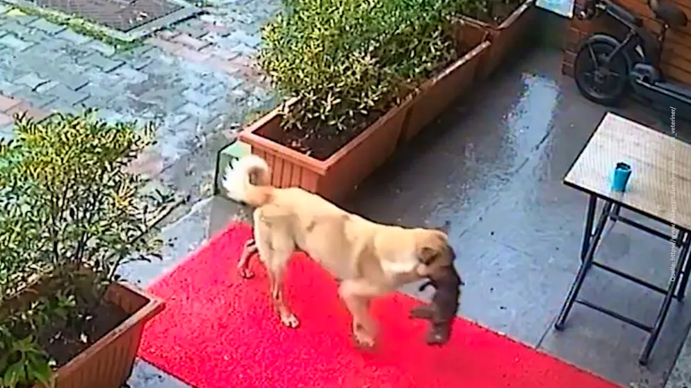 Four-legged friend seeks out vet. Bitch saves freezing puppy with clever deed