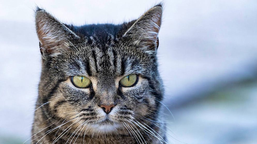 I rischi maggiori al momento sembrano essere per i gatti o altri felini (foto d'archivio)