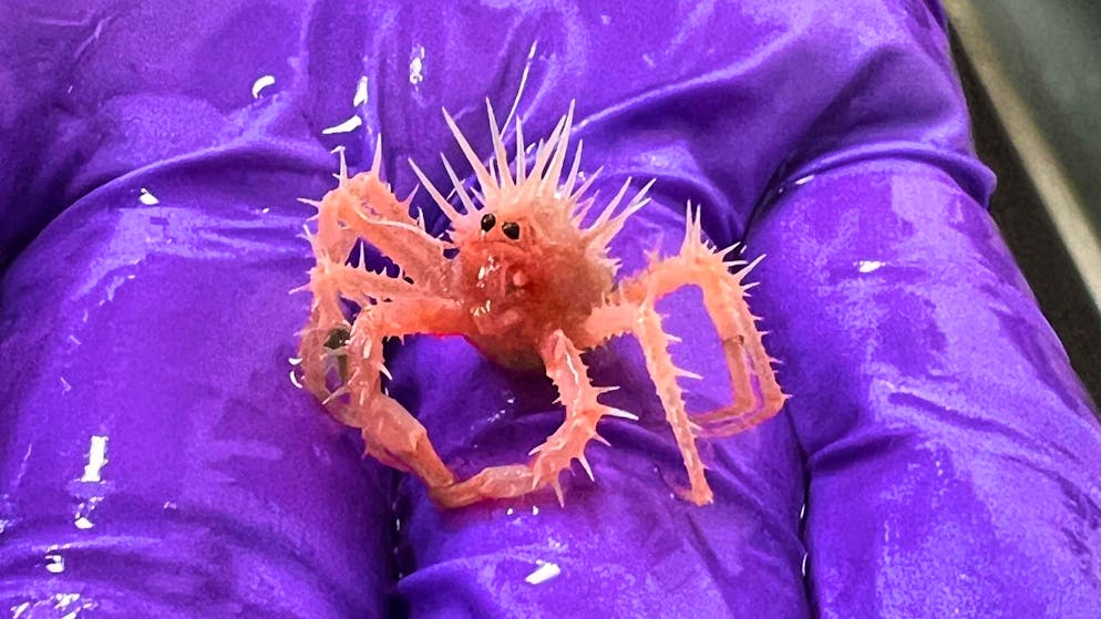 The baby king crab was accidentally caught by a research team in the Gulf of Mexico.