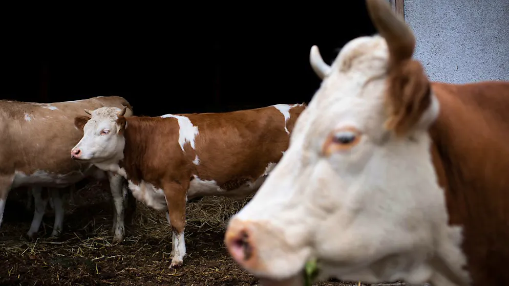 Les abattoirs de proximité sont plus respectueux des animaux qui doivent être transportés sur de moins longues distances (image prétexte).