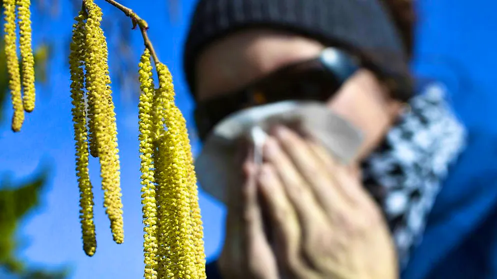 The first hazel pollen is likely to fly in the next few days. (archive picture)