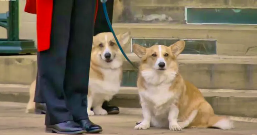Les corgis étaient très appréciés par Elizabeth II.