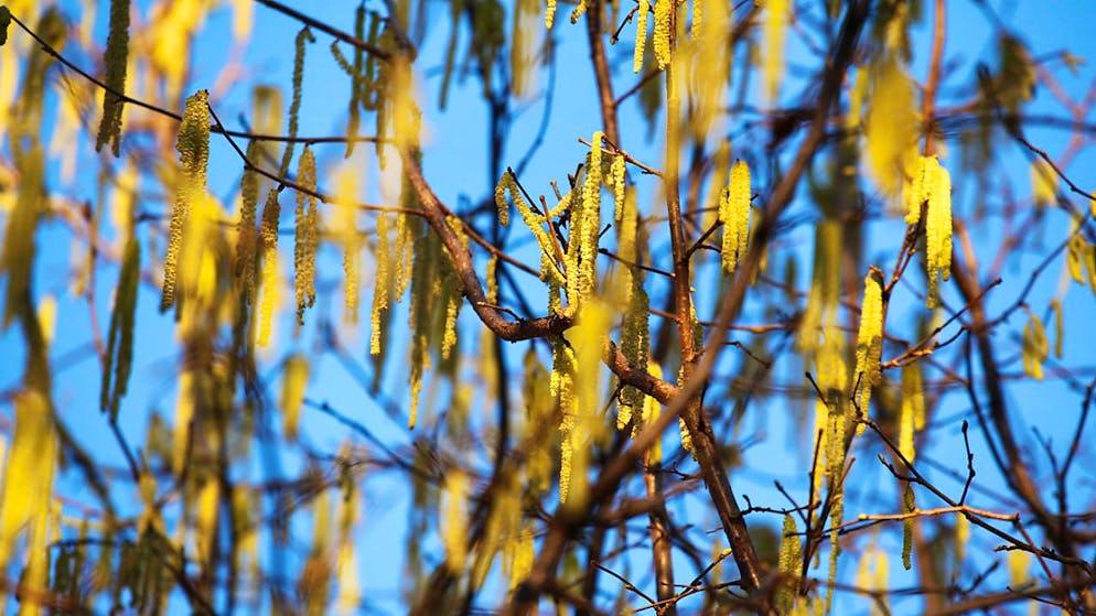 Le pollen de noisetiers est le premier de l'année qui déclenche des symptômes d'allergie. Les noisetiers sont présents avant tout au Tessin et sur le plateau (Photo d'illustration).