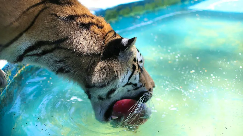 Eiskalter Genuss: Ein Tiger findet Fleisch in Eis im Zoo von Rio de Janeiro ziemlich erfrischend.