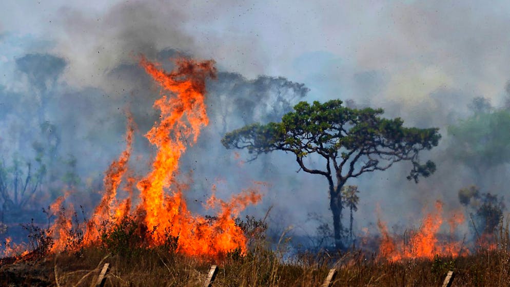 8,5 millions d'hectares de forêts ont été dévastés en 2024 au Brésil (archives).