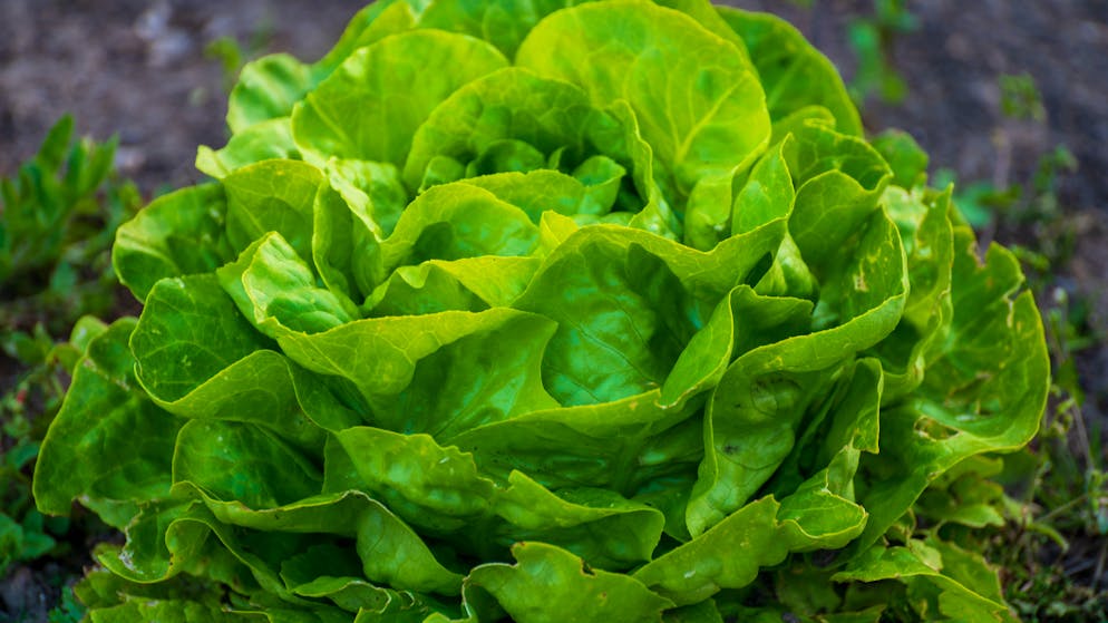 Laitue, mâche ou chou chinois?. Ces aliments à éviter en janvier