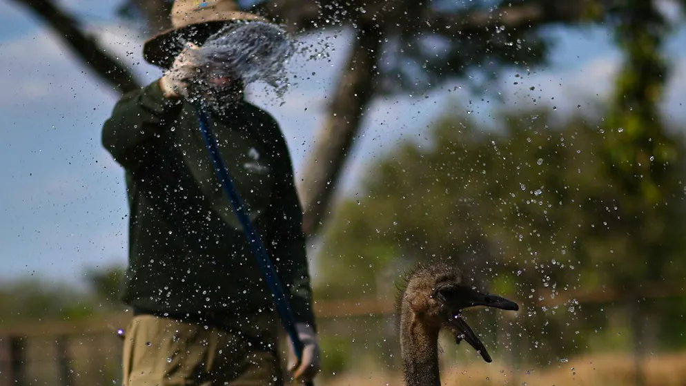 Ein Strauss erhält von einem Tierpfleger ein Wasserbad, um die Auswirkungen des heissen und trockenen Wetters zu lindern.