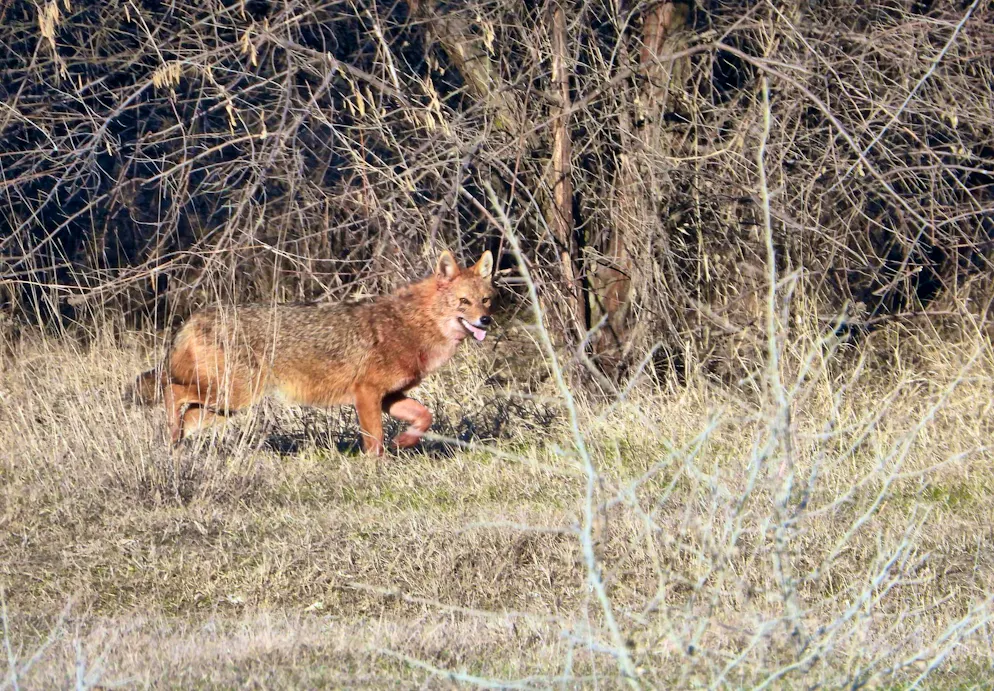 Golden jackals are being spotted in Switzerland again and again, with a particularly high number of sightings last year.