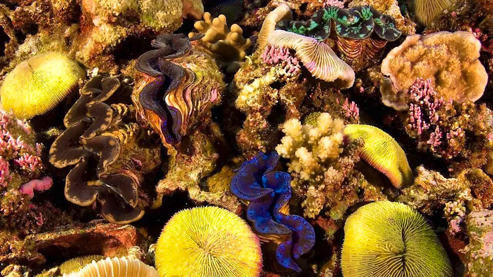 At the mercy of the conditions in their place on the reef? This is not true for all corals. (archive picture)