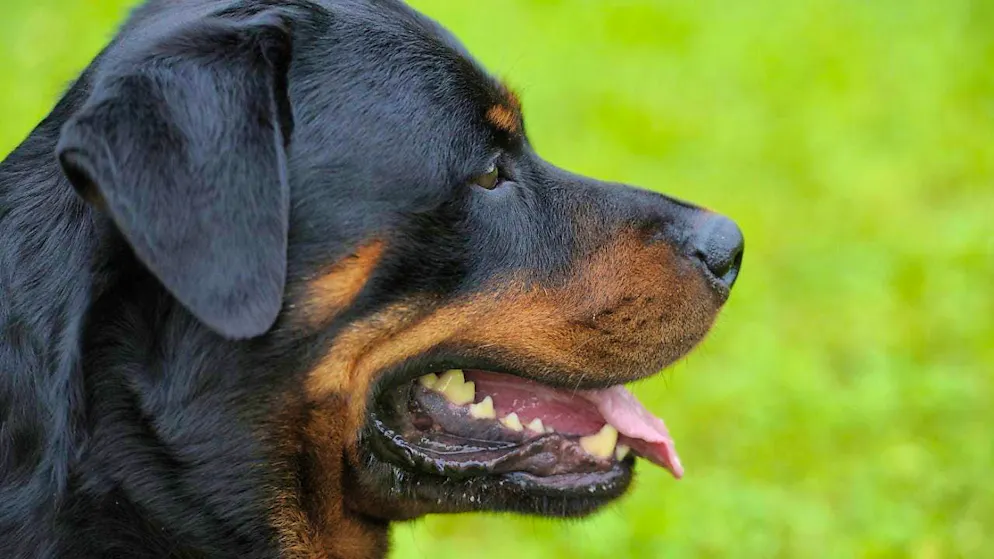 The toddler was bitten and seriously injured by a Rottweiler. (symbolic picture)