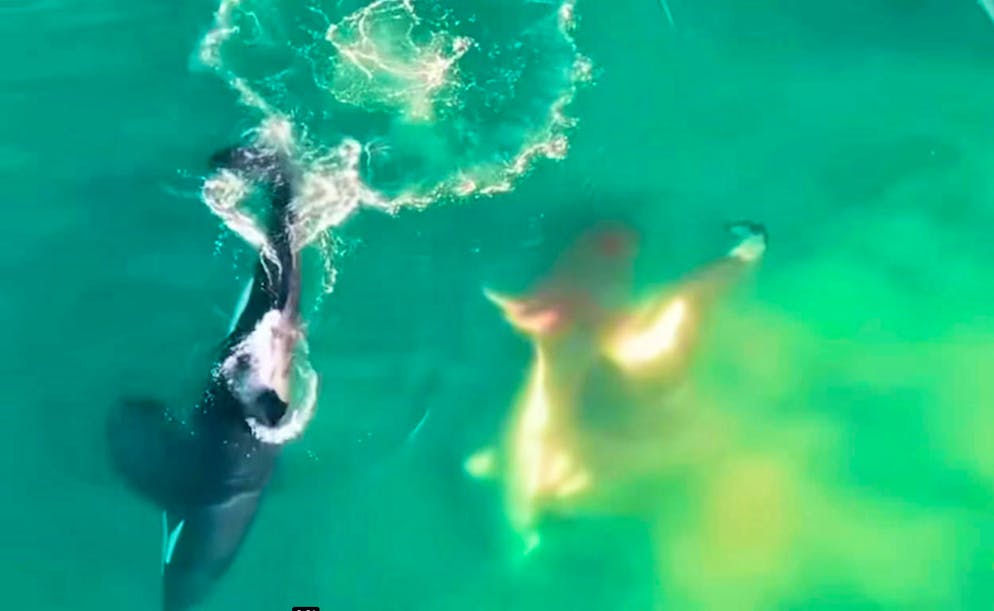 Drone footage of an orca attack on a great white shark in Mossel Bay, South Africa.