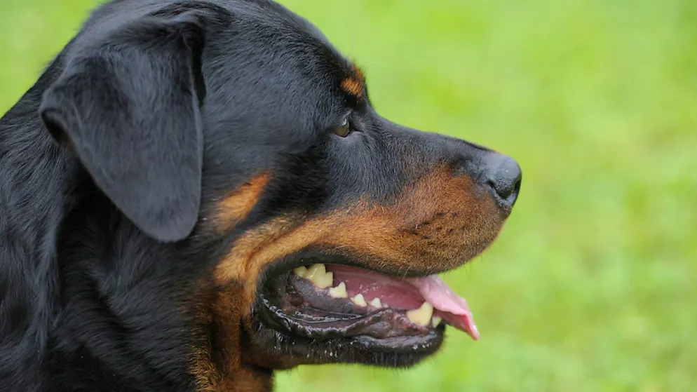 Le petit enfant a été mordu par un chien de race rottweiler (photo d'illustration).