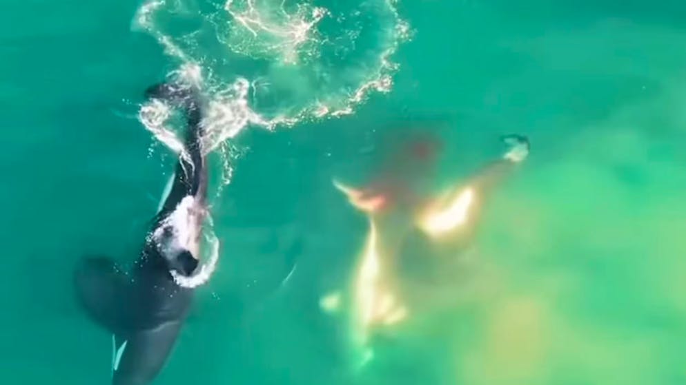 Liver torn from the body. Two orcas drive white sharks out of their territory off South Africa