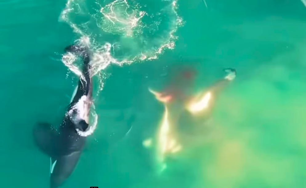 Drohnenaufzeichnung eines Orca-Angriffs auf einen Weissen Hai in Mossel Bay, Südafrika.