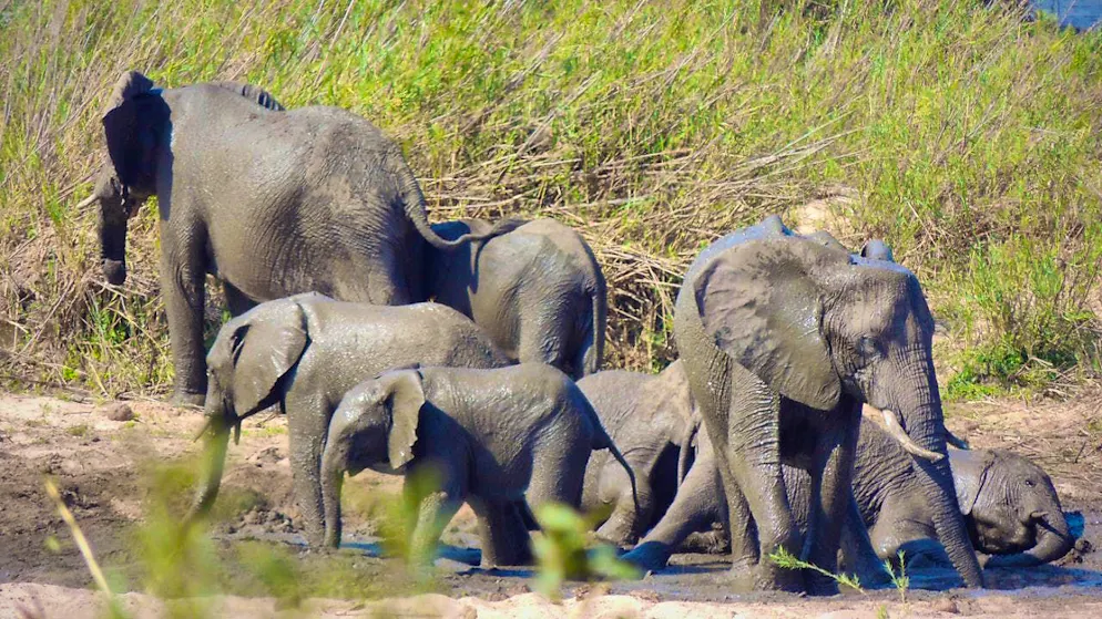 ARCHIVE - A herd of elephants takes a mud bath in Kruger National Park. Photo: Kevin Anderson/AP/dpa/Archive image
