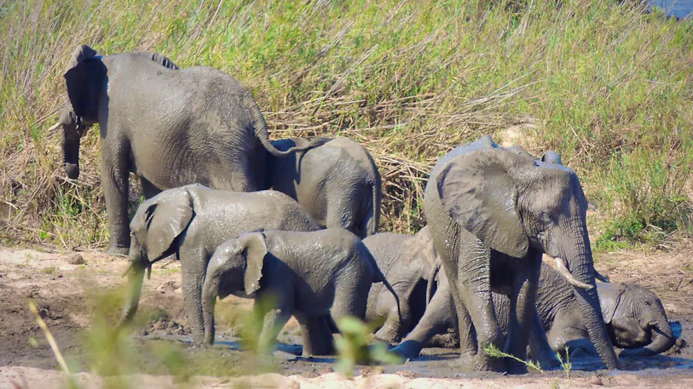 ARCHIV - Eine Elefantenherde nimmt im Krüger Nationalpark ein Schlammbad. Foto: Kevin Anderson/AP/dpa/Archivbild