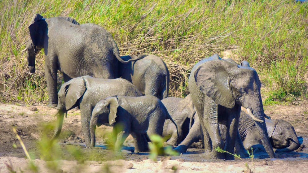 «Tragico incidente». Elefante uccide un turista in un noto parco nazionale del Sudafrica