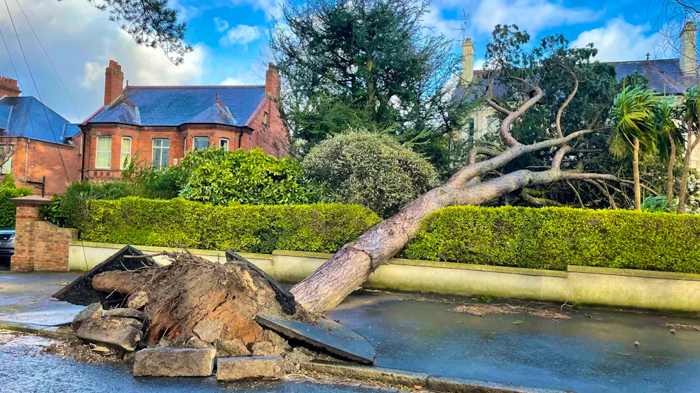 Another death after storm Éowyn - thousands without power - Gallery. Trees fell in many places.