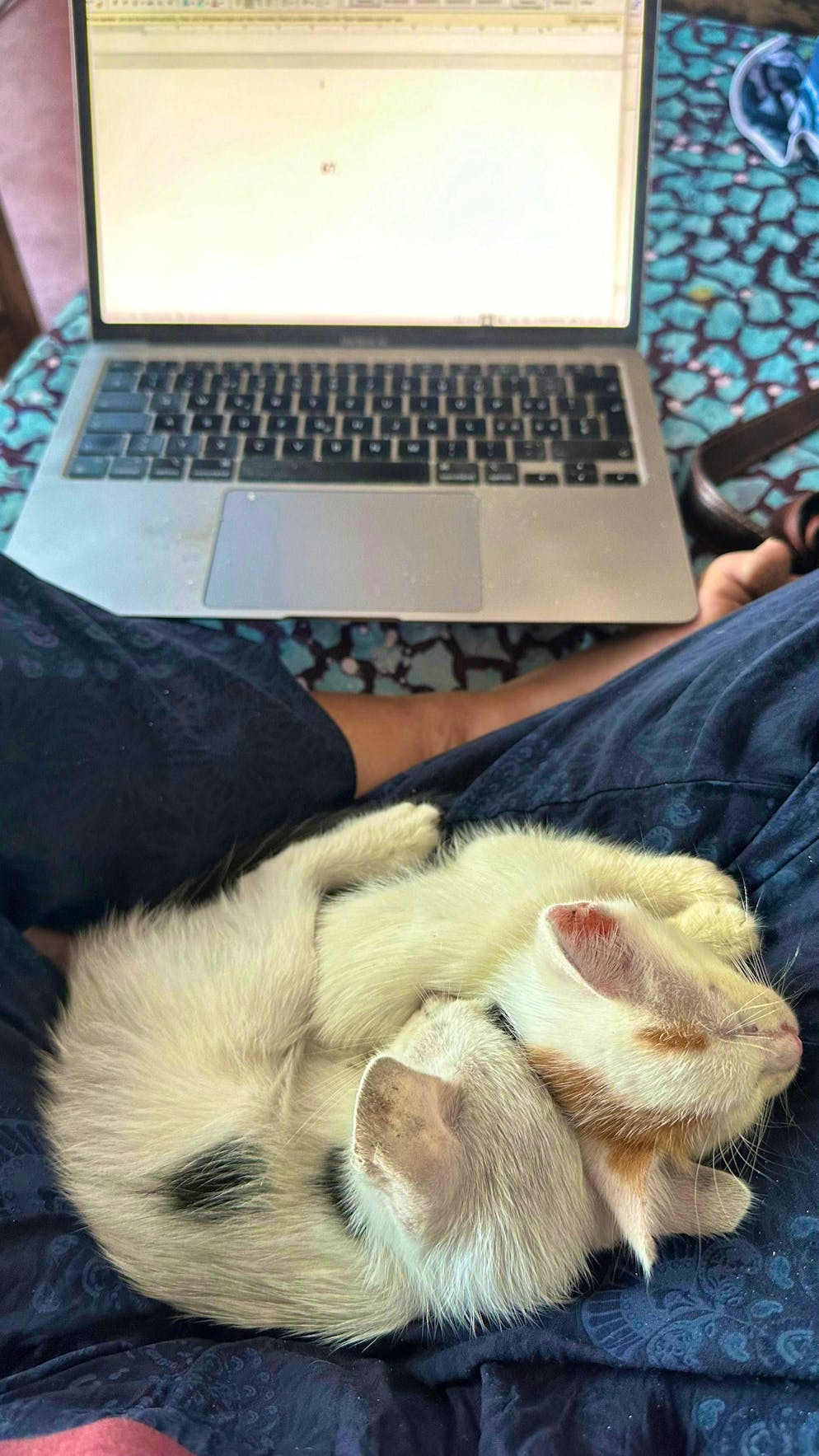 Swiss author writes in paradise: Christine Brand lives in Zanzibar in winter. Sometimes the author is joined by animal supporters.