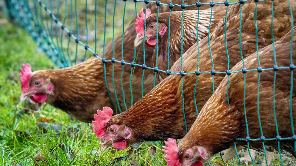 La persona che ha contratto l'infezione lavorava in una fattoria (foto simbolica)