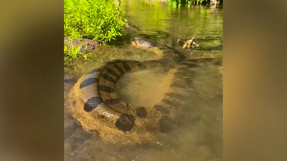Spectacular encounter. Biologist meets giant anaconda and freaks out