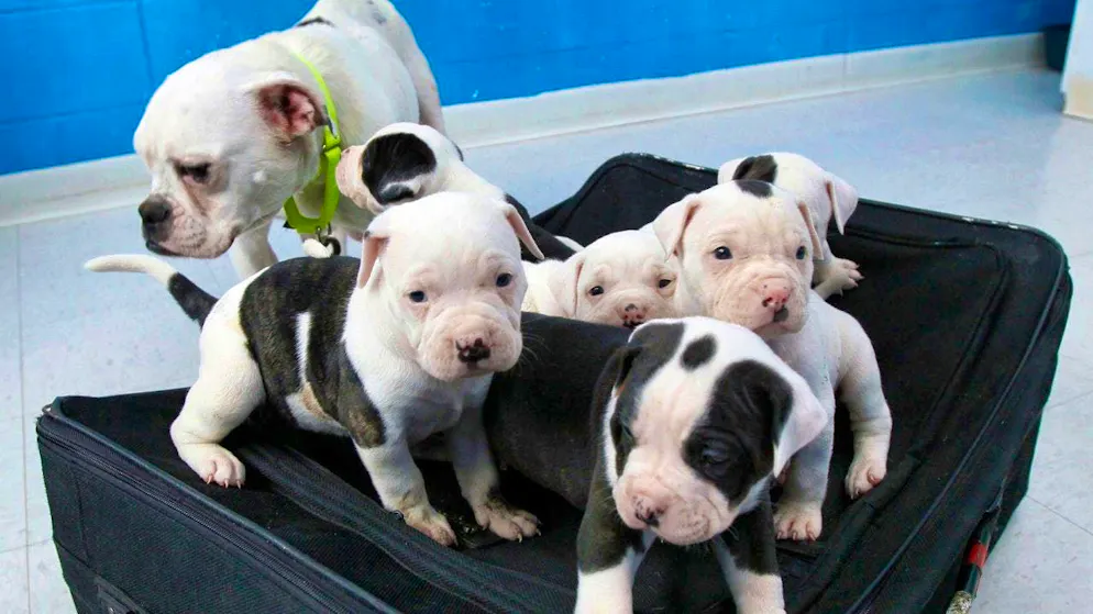 Le regole per l'importazione di cuccioli di cane sono state inasprite (immagine simbolica).