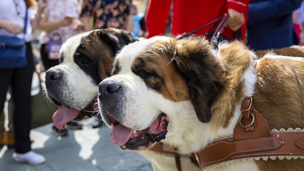 Bernhardiner an einem Umzug in Martigny VS. (Archivbild)