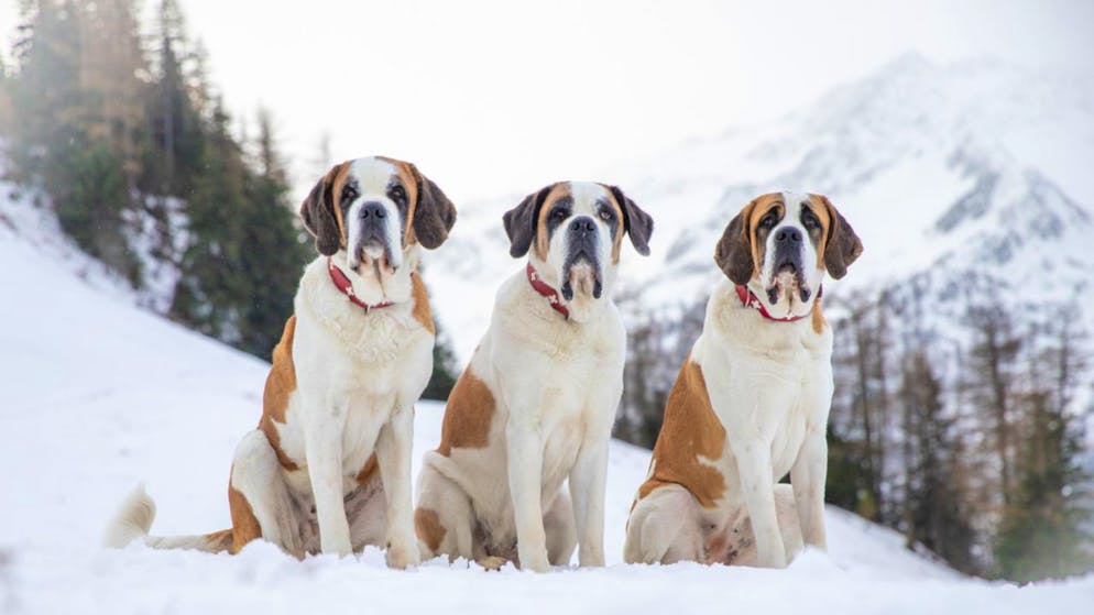 Animali. La Fondazione Barry festeggia 20 anni ad allevare cani San Bernardo