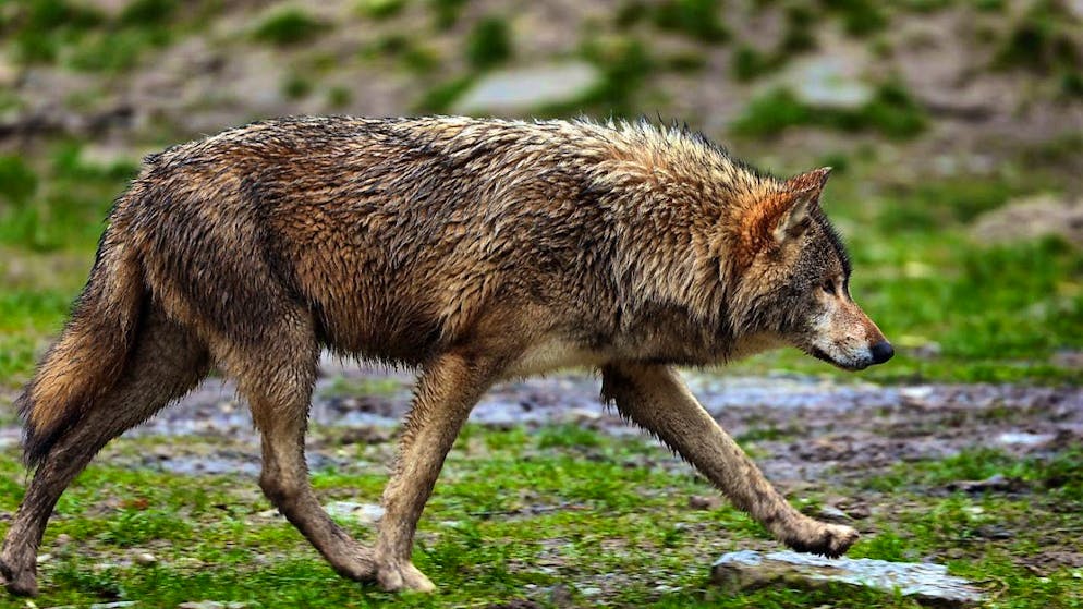 The wolf diverted on the A13 highway on the San Bernardino Pass and failed to leave the road immediately because of the fences for the wild. (Symbolic image)