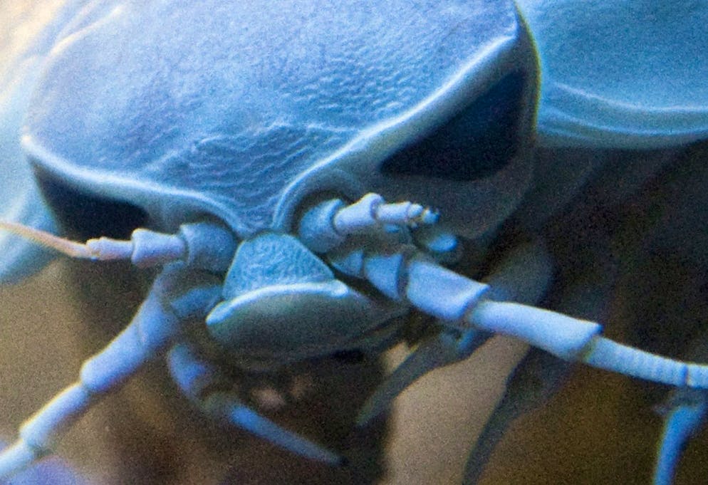 Il Bathynomus giganteus.