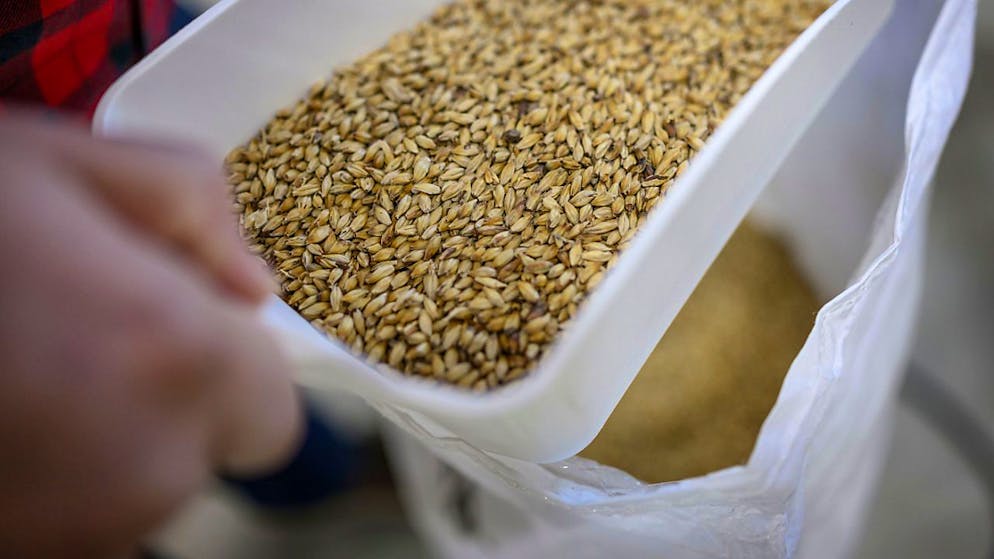 Um die Nachfrage nach Brotgetreide decken zu können, hat der Bundesrat das Importkontingent erhöht. (Themenbild)