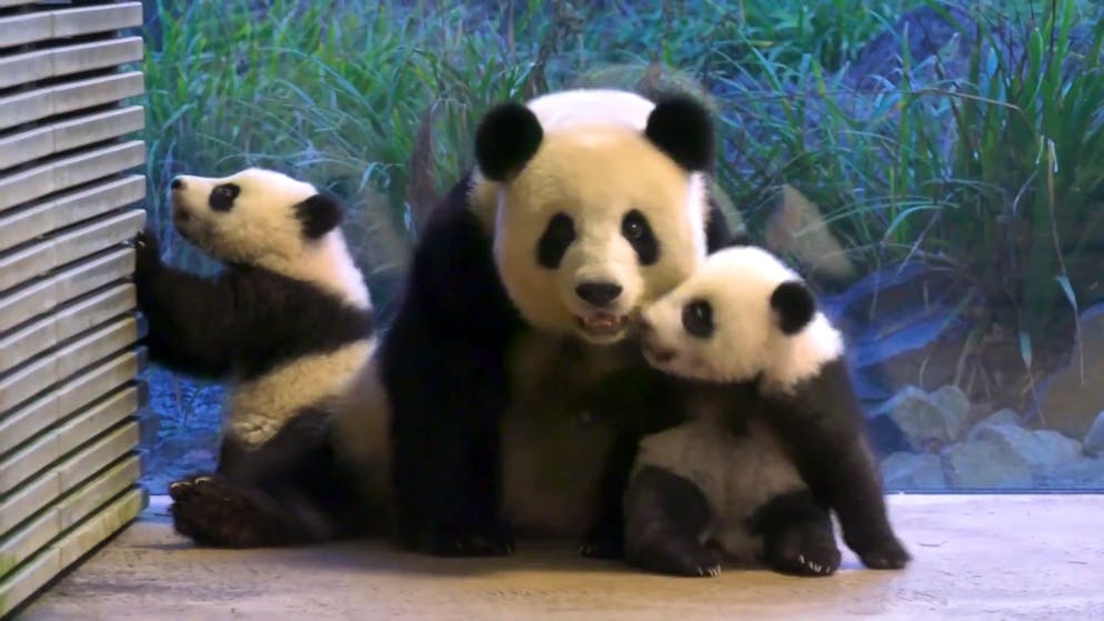 Berlin Zoo. Panda twins Leni and Lotti cuddle with mom Meng Meng