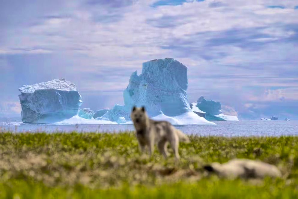 Dream of having your own state: sled dogs at Qeqertarsuaq in Greenland.