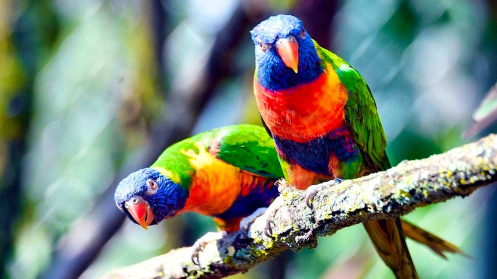 According to the study, birds are most affected by genetic loss. (archive image)