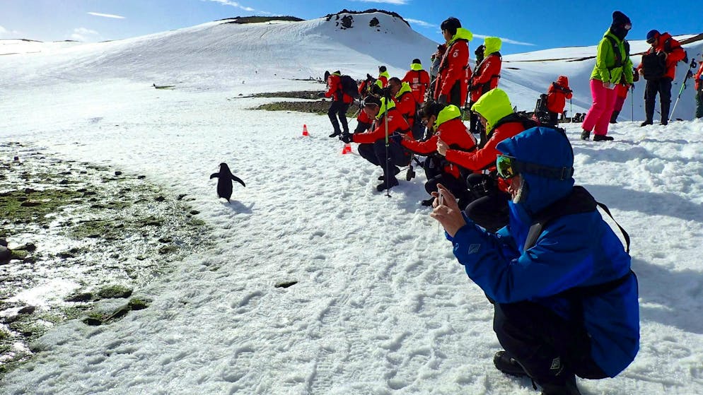 Influencers in the eternal ice: is Antarctica becoming a mass destination? - Gallery. Watching penguins is a highlight of most shore excursions.