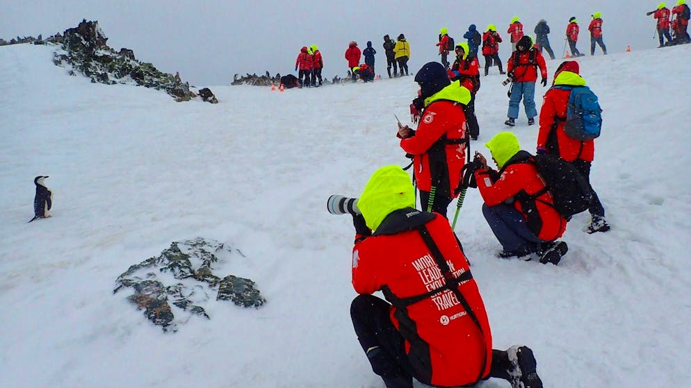 Influencers in the eternal ice: is Antarctica becoming a mass destination? - Gallery. Many expeditions make it possible to experience Antarctica's wildlife up close.