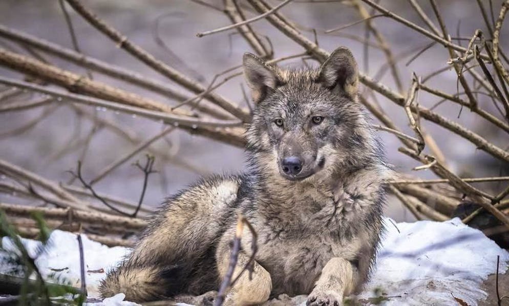 Un lupo fotografato nel canton Berna