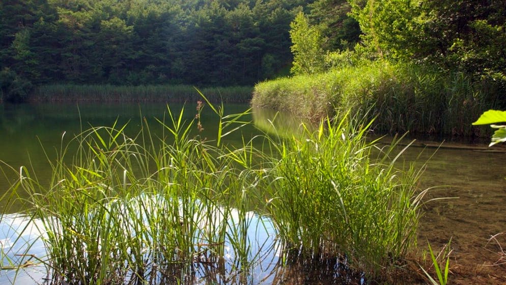 L'état critique des eaux de surface est principalement dû à une large contamination par le mercure et d'autres polluants toxiques. (Image d'illustration)