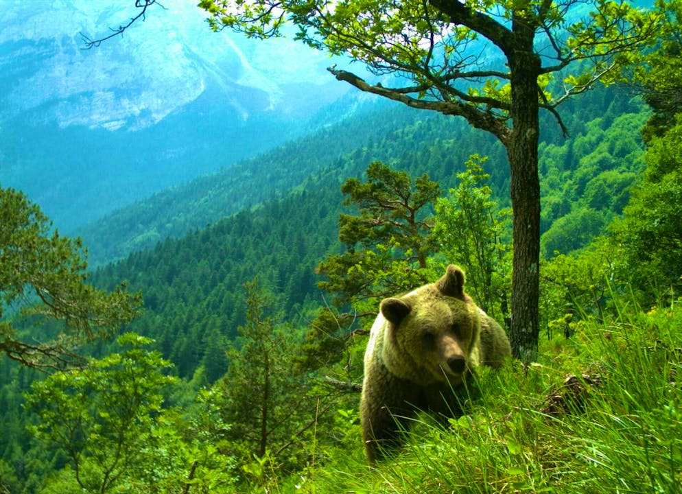 Bears in Trentino: first taken, then shot - Gallery. There have been several bear attacks on humans in Trentino.