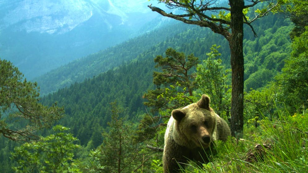 Bären im Trentino. Erst geholt, dann geschossen
