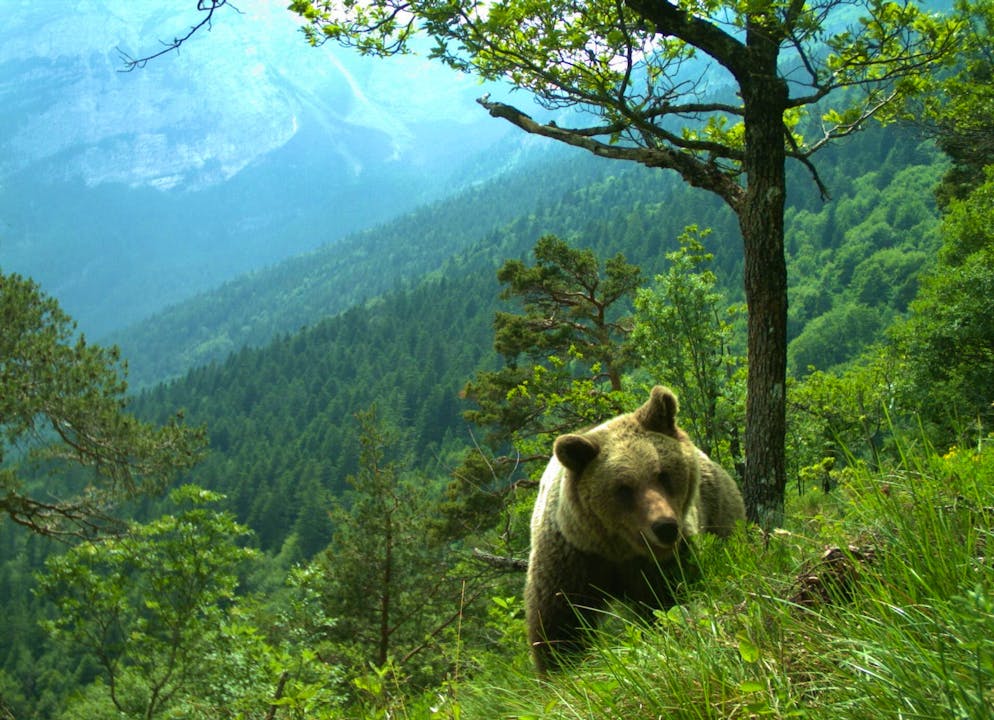 Bären im Trentino: Erst geholt, dann geschossen - Gallery. Mehrfach gab es im Trentino Attacken von Bären auf Menschen.