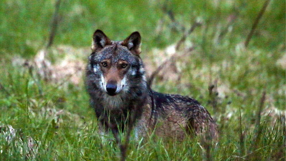 Im Wallis leben schätzungsweise zwischen 90 und 120 Wölfe. 35 Wölfe wurden zwischen September 2024 und Ende Januar 2025 abgeschossen. (Archivbild)