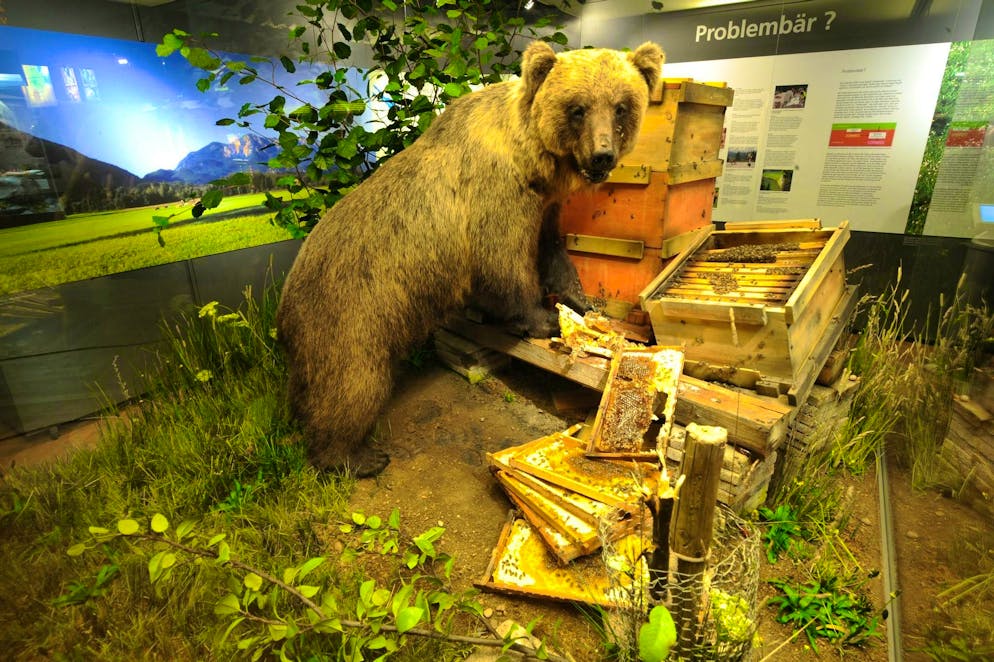 Bears in Trentino: first taken, then shot - Gallery. Bruno the brown bear remains stuffed for posterity as a honey thief.
