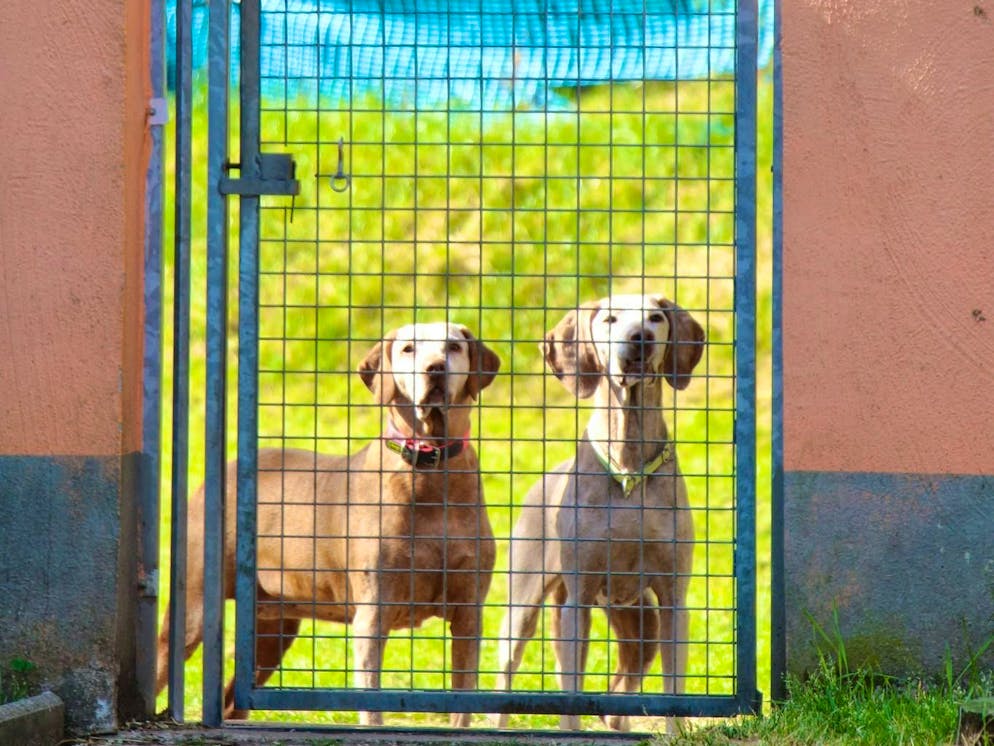 A dispute that goes all the way to court - over a boarding kennel. (symbolic image)