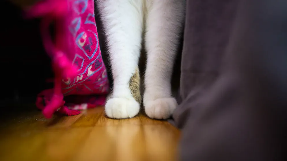 Sexuelle Handlungen mit Tieren sind strafbar - auch wenn sie wie im vorliegenden Fall gewaltlos sind. Ein Mann hatte eine Katze mit Milch dazu gebracht, ihn im Intimbereich zu lecken. (Symbolbild)