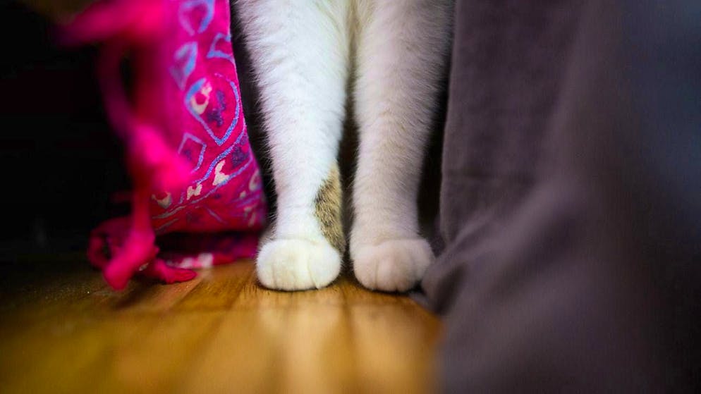 Sexual acts with animals are punishable by law - even if they are non-violent, as in this case. A man made a cat lick his private parts with milk. (symbolic image)