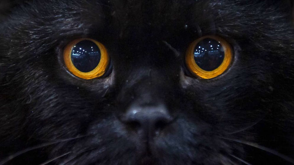 Anche i gatti hanno dei diritti protetti dalla legge. (Immagine d'archivio).