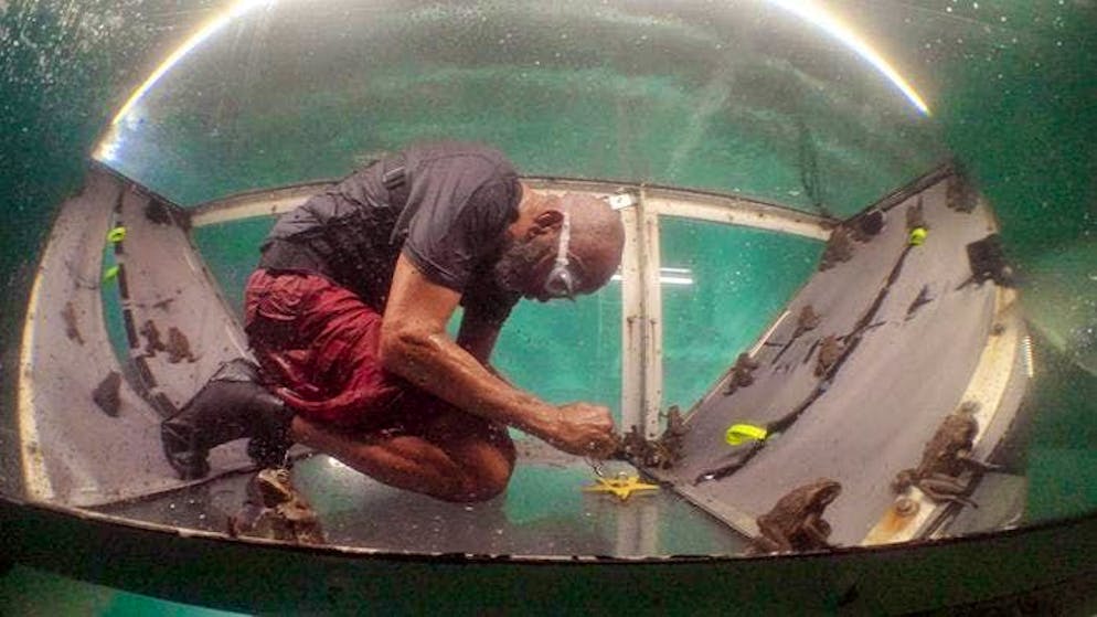 Day 11 in the jungle camp. Pierre takes over Anna-Carina's job - unfortunately he can't see much without his glasses.